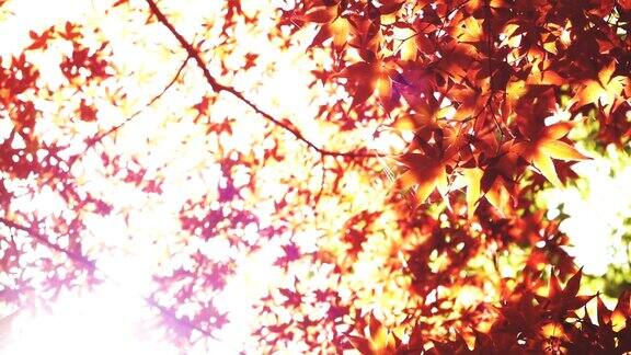 阳光透过茂盛的枫叶树的叶子向上的角度看新鲜的树叶在森林