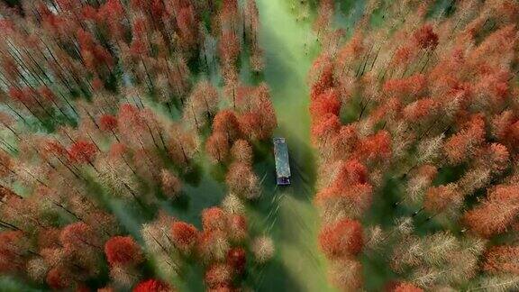 船和湖中柏树的鸟瞰图种植在湿地上的森林秋天的景色安徽省宣城宁国青龙湾柏树湿地公园著名的旅游景点