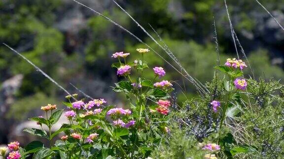在西班牙的山坡上有一丛粉红色的花