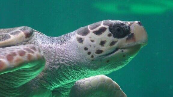 海龟及海洋生物