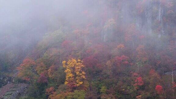 日本日光森林的秋天