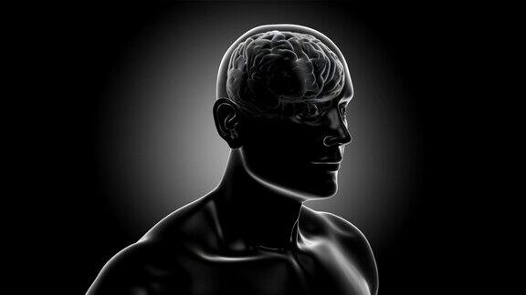 3D人体躯干与大脑和神经元闪烁突触Loopable