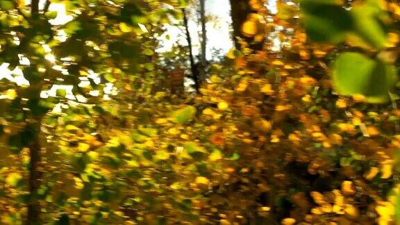 移动镜头光晕通过金色白杨树的树枝在秋天的一天科罗拉多州