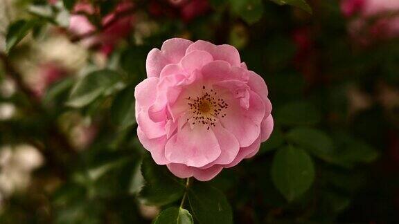 美丽的盛开的灌木粉红色的玫瑰夏天接近玫瑰花园里娇嫩的淡粉色玫瑰园艺开花的结束