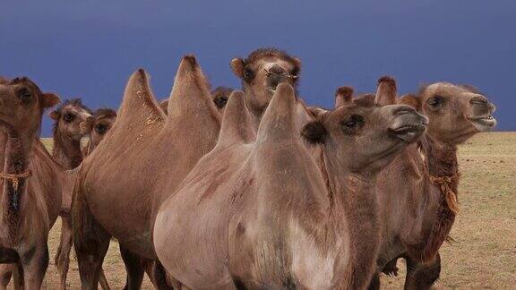 乌云密布的大草原上的骆驼群