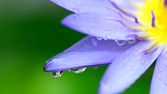 雨滴在莲花