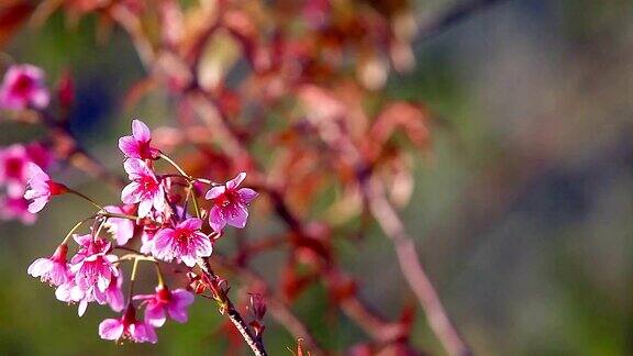 美丽的野生喜马拉雅樱花树(樱)或泰国樱花盛开在清迈泰国