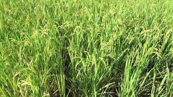 泰国美丽的农业水稻