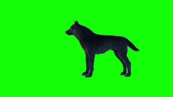 狼在满月嚎叫的剪影在绿色背景上3d渲染