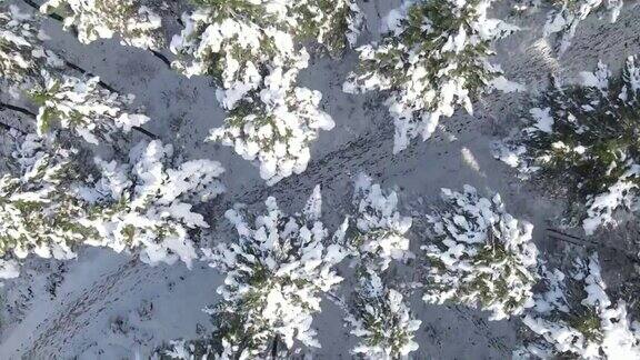 森林冬天雪