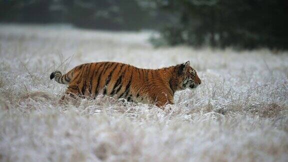 东北虎(Pantheratigrisaltaica)在一片被雪覆盖的田野上奔跑动作缓慢