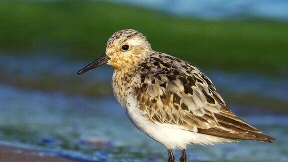 在一个阳光明媚的春天早晨BirdSanderling(Calidrisalba)沿着沙滩和水的边缘走在浅水里