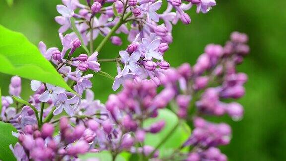 春日自然百花满园紫丁香绽放雨下4k视频