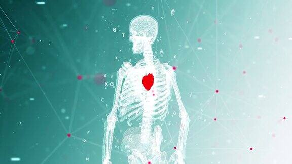 4K人体解剖和心脏细节背景-缩小
