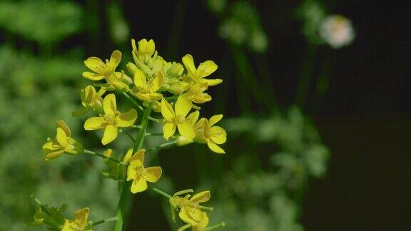 黄色mustrad花