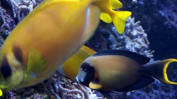 一群珊瑚鱼海洋水族馆里的热带鱼