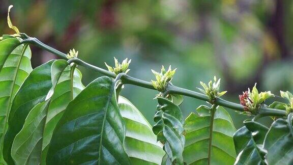 咖啡花正准备在越南的绿叶咖啡枝上开花然后是罗布斯塔咖啡