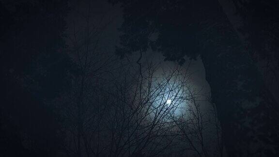 月亮透过树枝照进来黑暗的夜晚森林场景