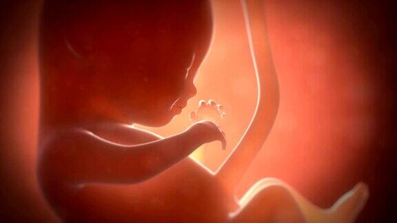 四个月大的胎儿