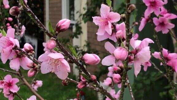 花园里桃花盛开