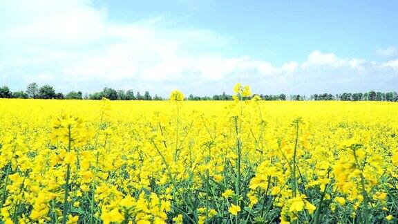 黄花油菜田