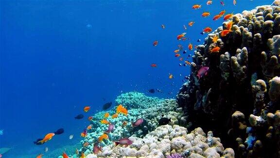 在红海珊瑚礁上的海金鱼