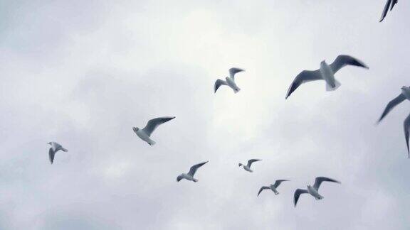 一群海鸥和鸟儿在高高的天空中飞翔慢动作