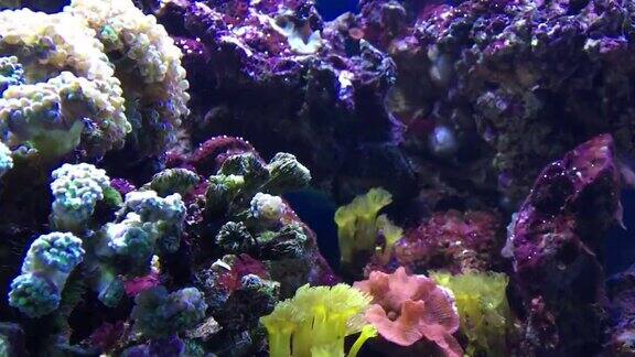 水族馆里色彩鲜艳的珊瑚和热带鱼