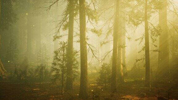 幻想萤火虫在神奇的森林里发光