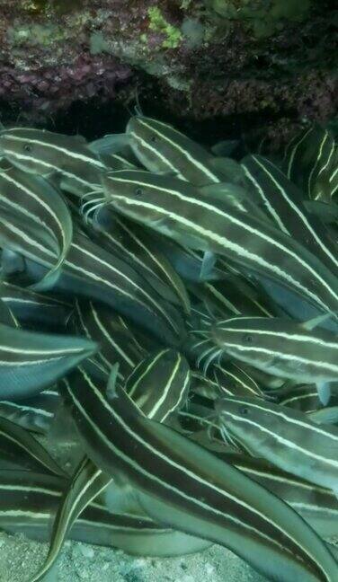 一群条纹鲶鱼藏在珊瑚洞里条纹鳗鱼鲶鱼(Plotosuslineatus)特写