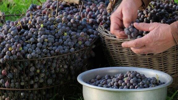 酒厂手工分离葡萄酿酒师用传统的手工方式将蓝葡萄从葡萄串中分离出来