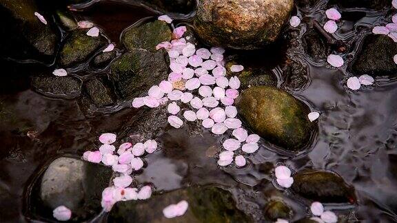 日本东京立川公园小溪中的樱花