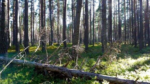 走在俄罗斯卡累利阿北部的森林里