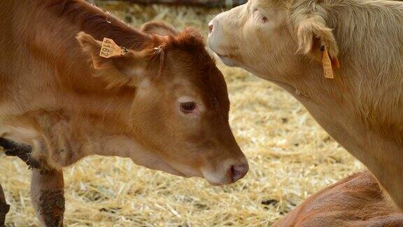 两只小牛犊在谷仓里舔自己