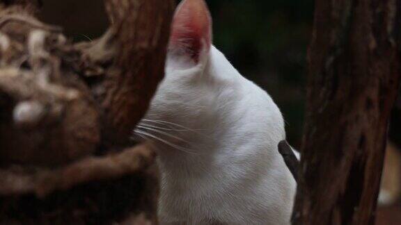 白色家猫的镜头