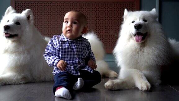 小男孩和两只毛茸茸的白狗