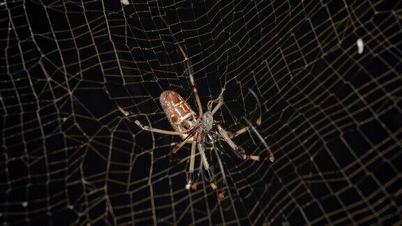金丝圆织蜘蛛用它的网包裹着中毒和瘫痪的昆虫