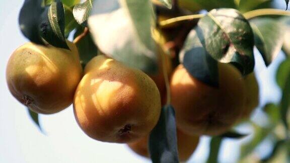 多汁的美丽的美妙的漂亮的梨子在树枝上