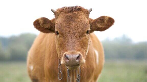 棕色的奶牛在农场草地上吃绿草