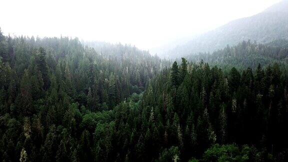 北美的绿色森林