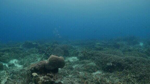 拉贾·安帕特·珊瑚礁