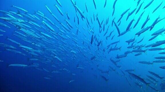 在地中海和一群梭鱼一起潜水