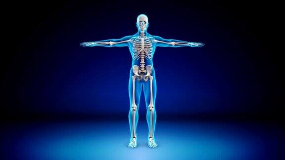 人类骨骼x射线-可循环(alpha通道)-4K