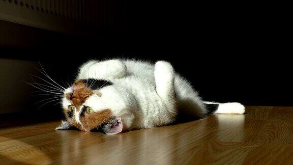 猫咪在木地板上与阳光嬉戏