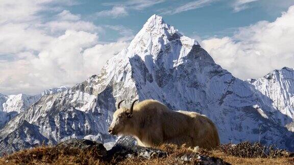 尼泊尔喜玛拉雅山脉的白牦牛