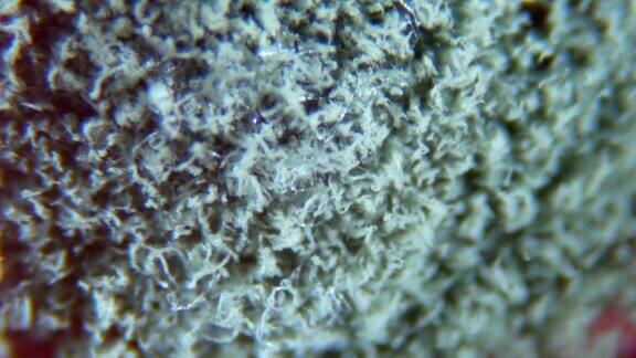 在显微镜下从腐烂的醋栗上取下的霉菌浆果果酱上的霉菌孢子菌落过敏、中毒、真菌白色霉菌菌落的抽象纹理关闭了Closeup.4KUHD