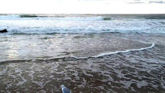 海鸥在海岸线上