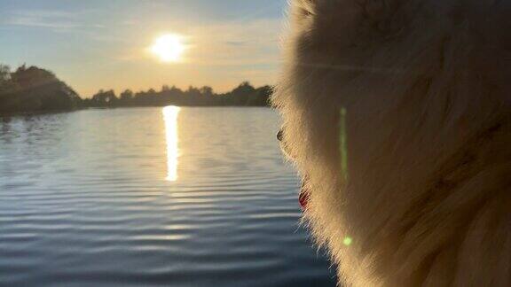 萨摩耶犬的头部特写在屏幕的右侧夕阳的背景下闪闪发光的倒影在水中一条河流或一个湖泊反射光线看着有一个地方的文字