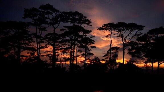 摇摄:日落下松树林的剪影