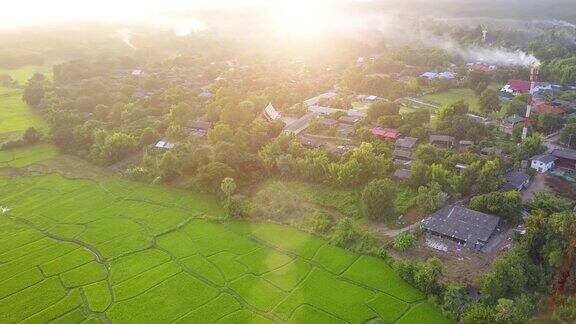 泰国北部农村的绿色稻田